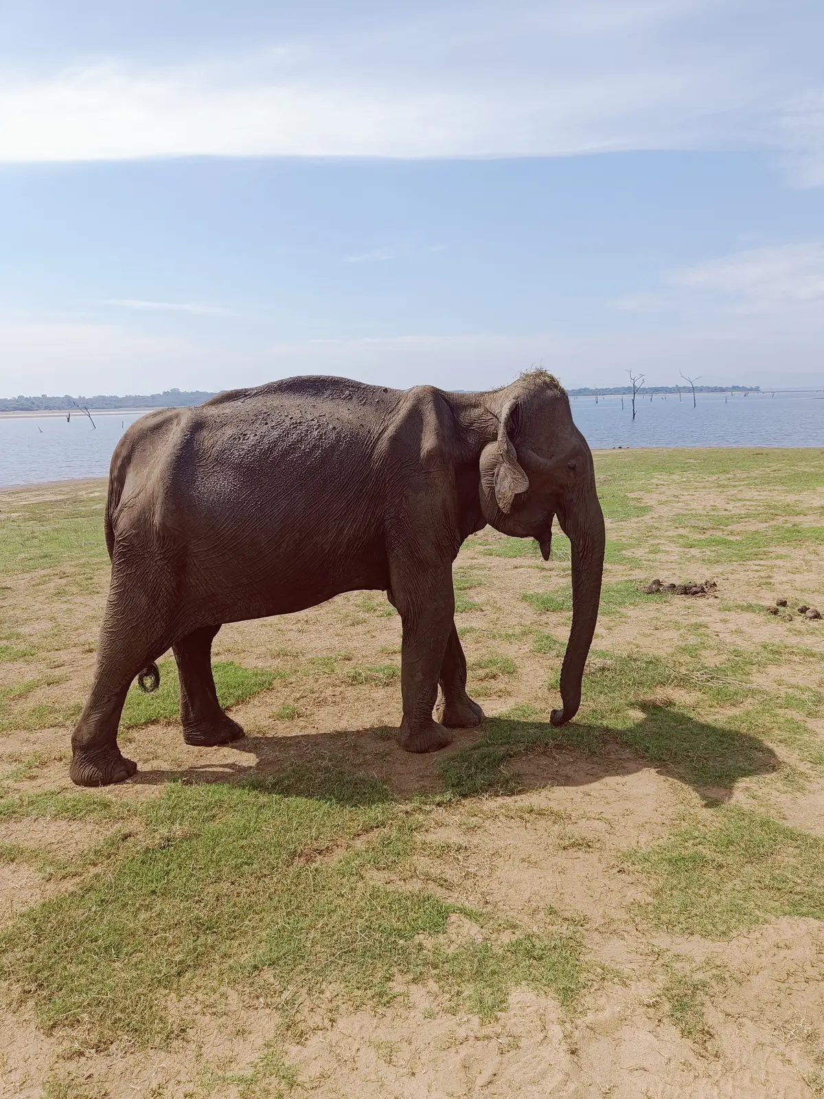 A wild elephant walking beside open grassland in Sri Lanka
