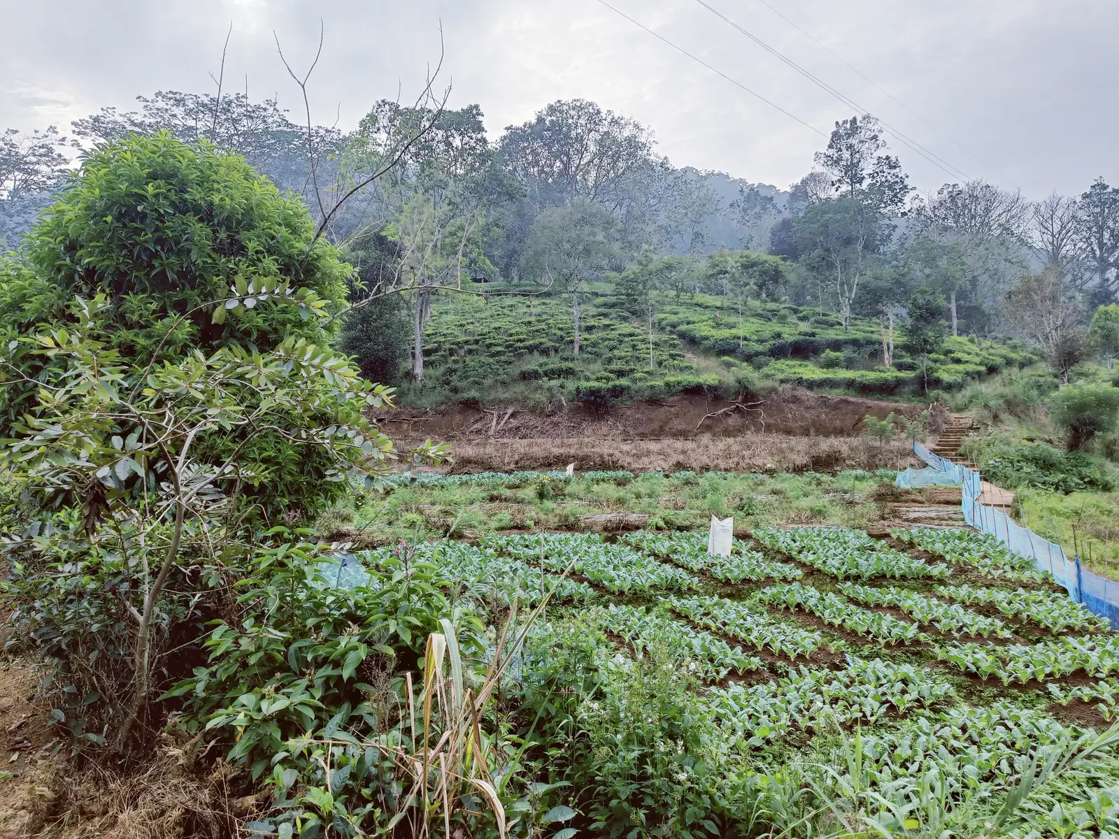 Rows of tea plants across the green central highlands